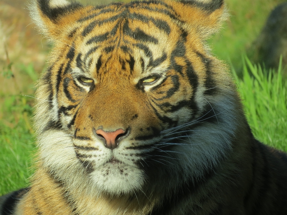 Yaban hayatı hayvanat bahçesi memeli fauna