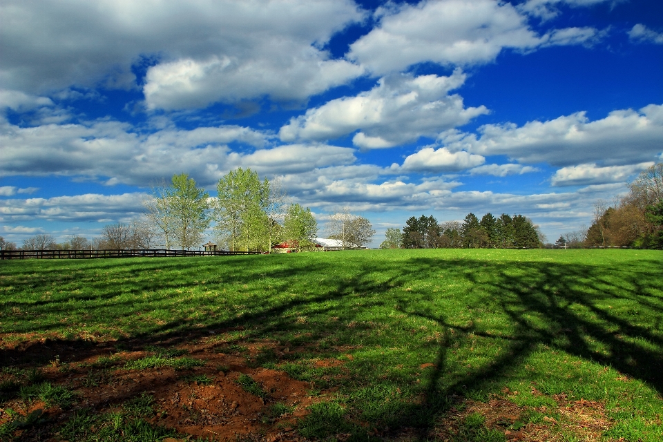 Paisagem árvore natureza grama