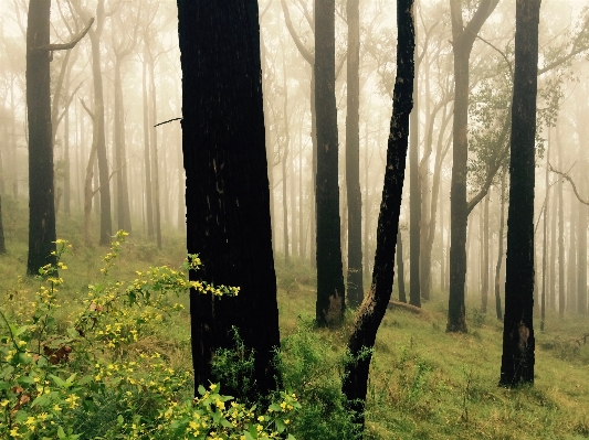 Tree nature forest wilderness Photo