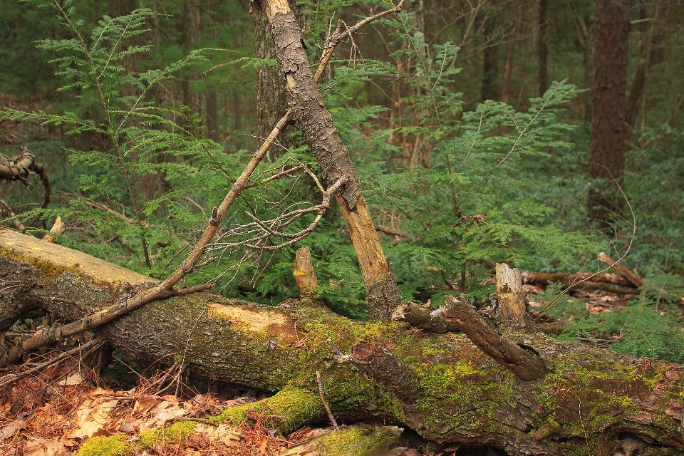 Baum natur wald wildnis
