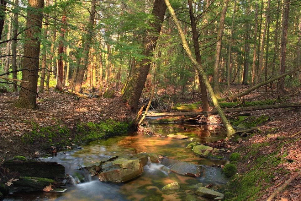 Albero foresta torrente
 pantano