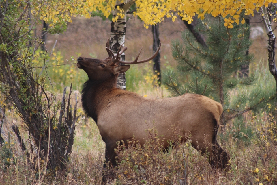 дикая природа олень млекопитающее fauna