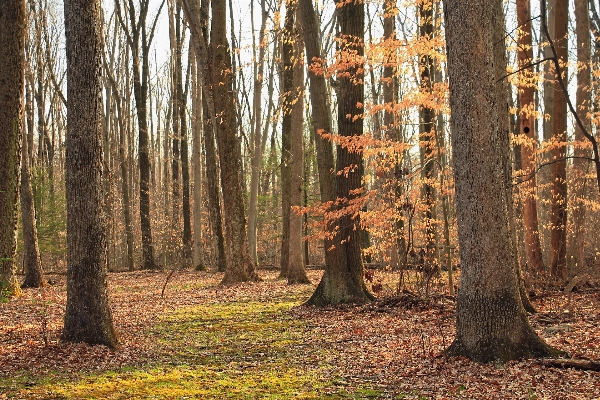 Tree nature forest wilderness Photo