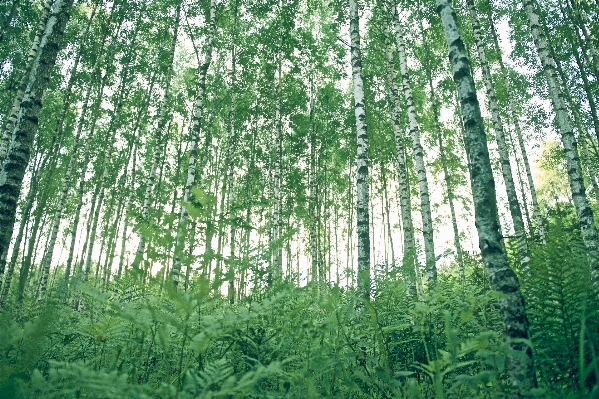 Tree forest grass branch Photo