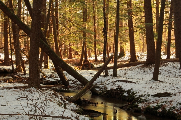 Tree nature forest creek Photo