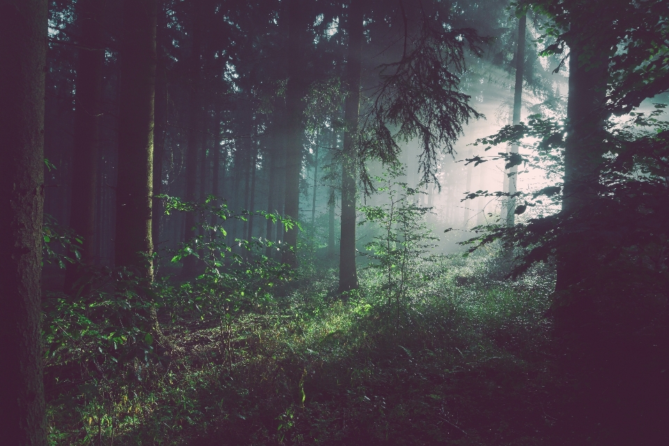 Arbre nature forêt lumière