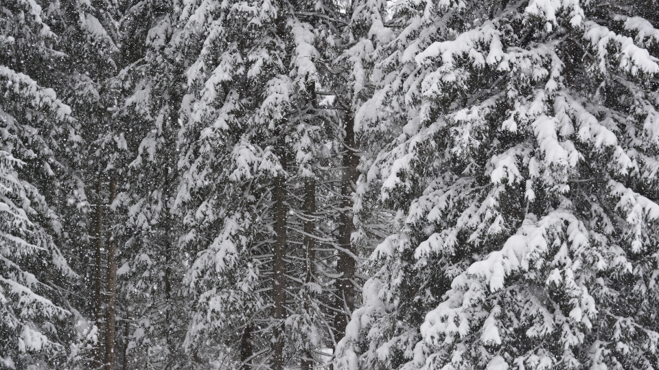 Baum wald zweig schnee