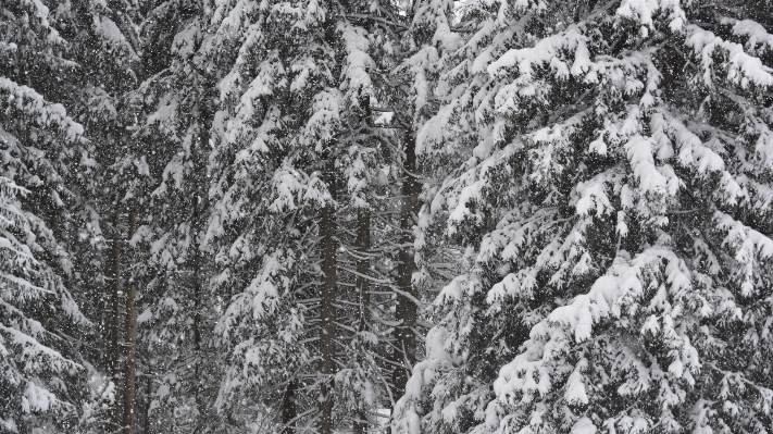 Photo Arbre forêt bifurquer neige