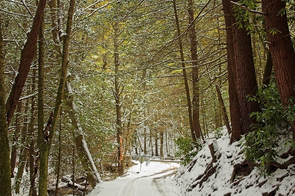 Tree nature forest wilderness Photo