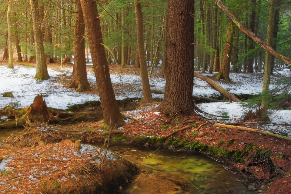 Tree nature forest creek