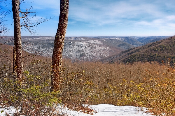 Landscape tree nature wilderness Photo