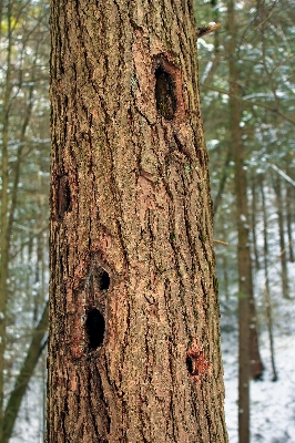 Tree nature forest branch Photo