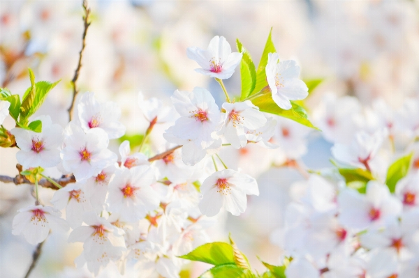 Tree branch blossom plant Photo