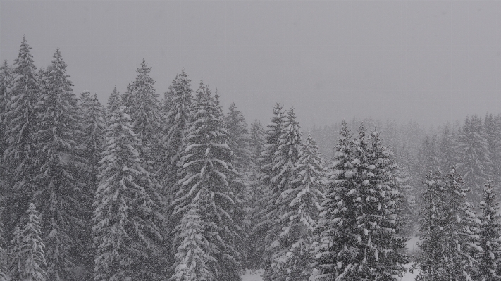 Tree forest branch snow Photo