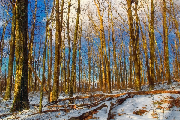 風景 木 自然 森 写真