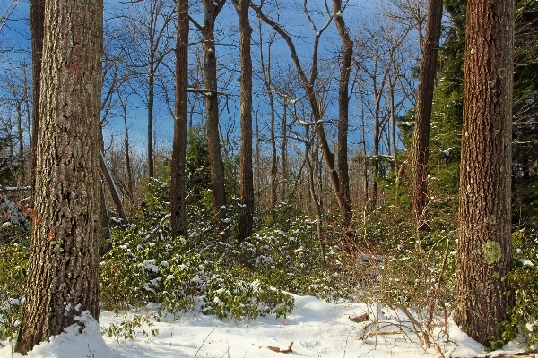 Tree nature forest wilderness Photo