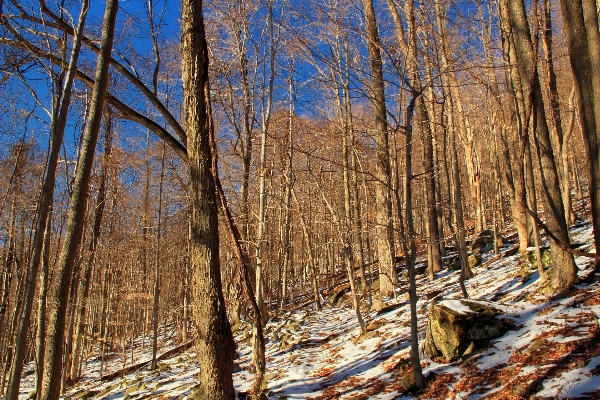 Tree nature forest wilderness Photo