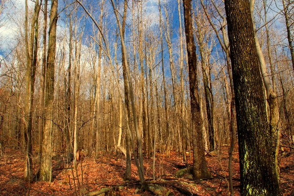 Tree nature forest wilderness Photo