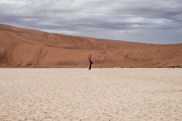 Landscape sea tree sand Photo