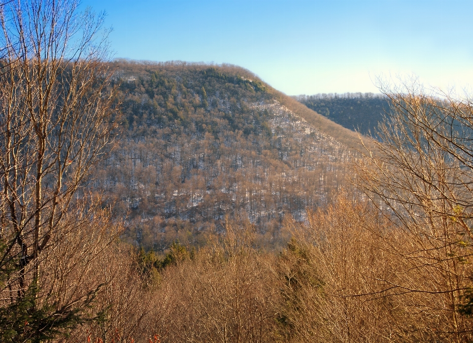 Landscape tree nature forest