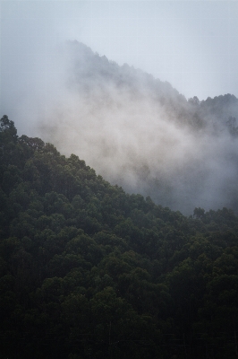 Foto Alam hutan gunung awan