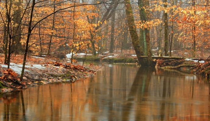 Tree water nature forest Photo