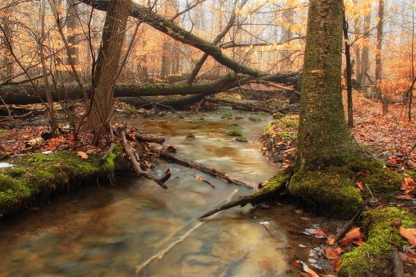 Tree nature forest creek Photo