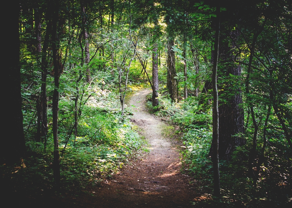 Tree nature forest path