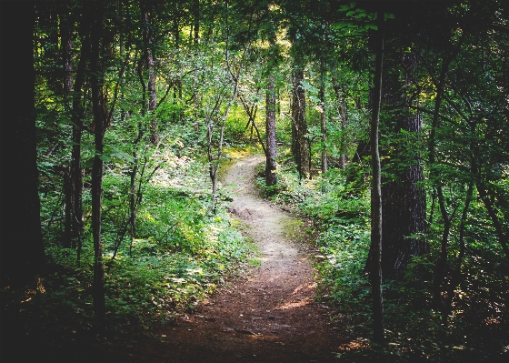 Tree nature forest path Photo