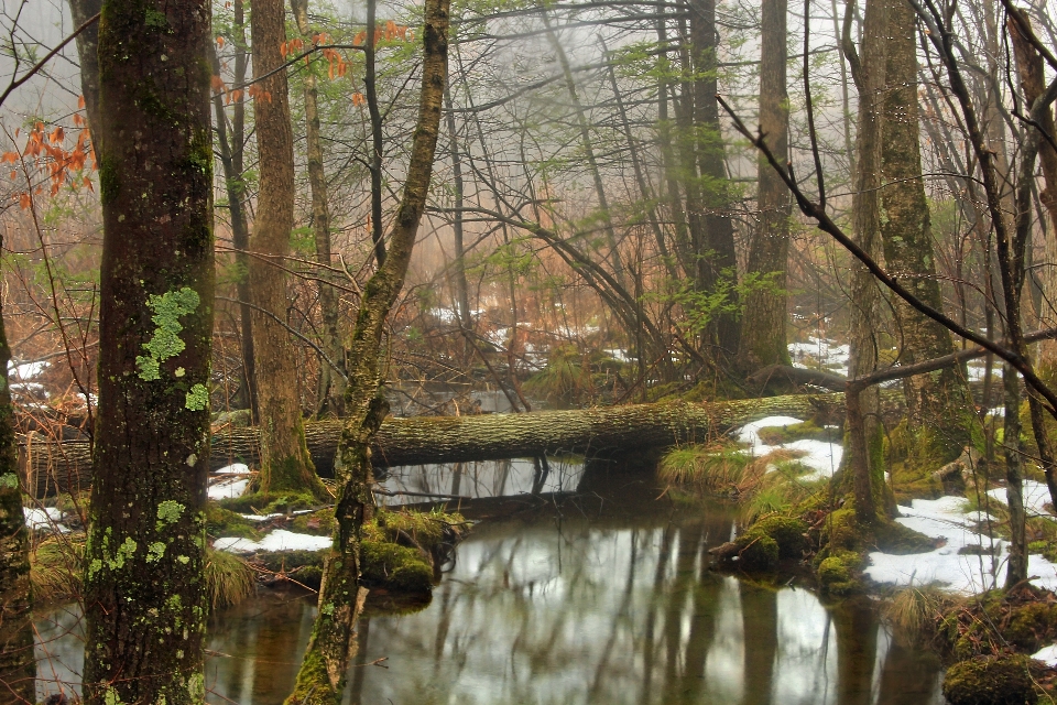 Tree water nature forest