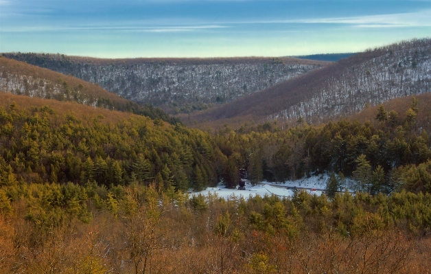 Landscape tree forest wilderness Photo