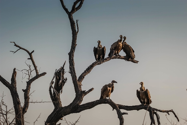 木 ブランチ 鳥 野生動物 写真