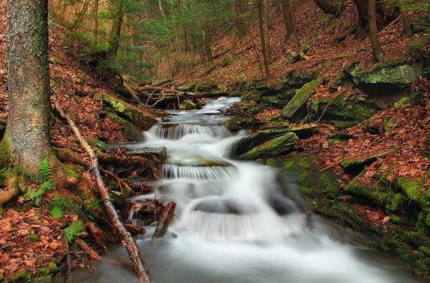 Landscape tree water nature Photo