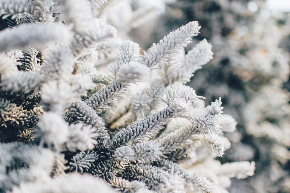 Arbre nature bifurquer neige