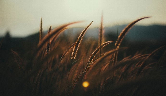 自然 草 ライト 植物 写真