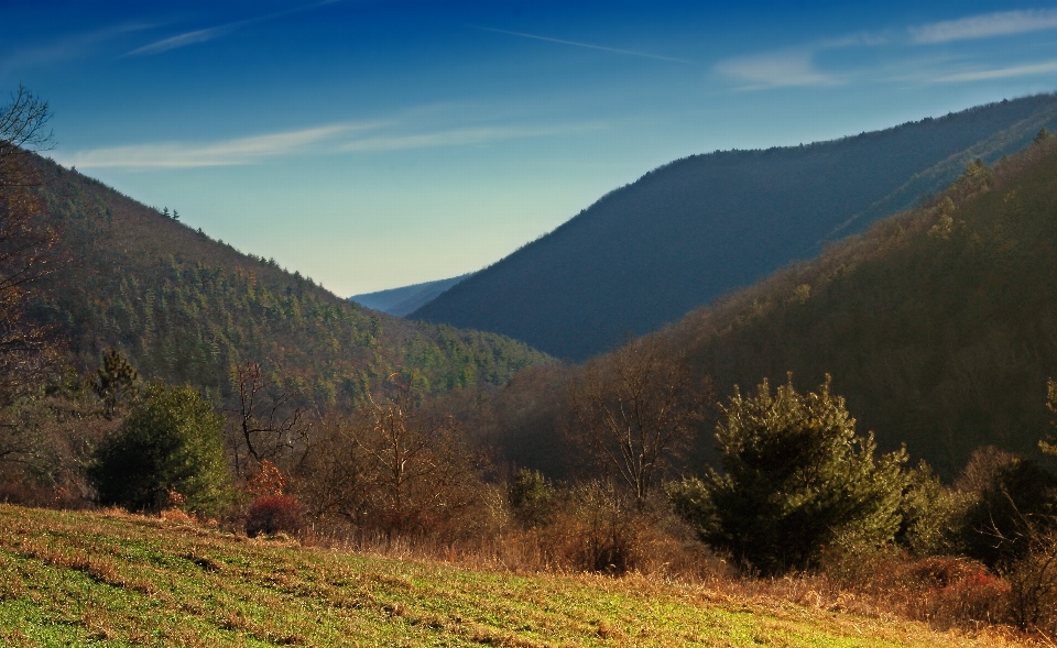 Paysage arbre nature forêt