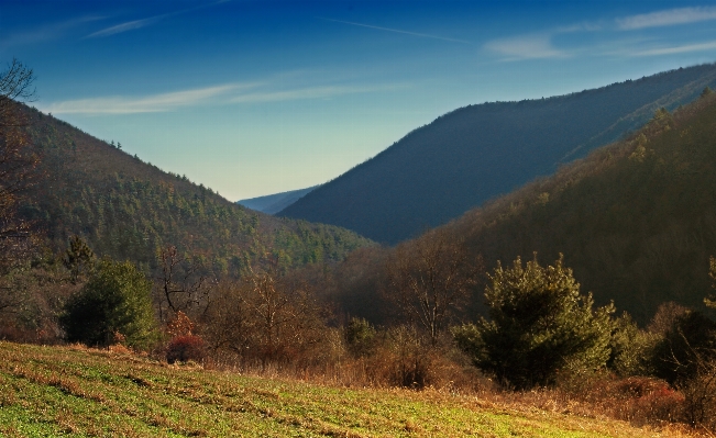 Landscape tree nature forest Photo