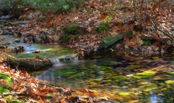 Foto Pohon air hutan sungai kecil
