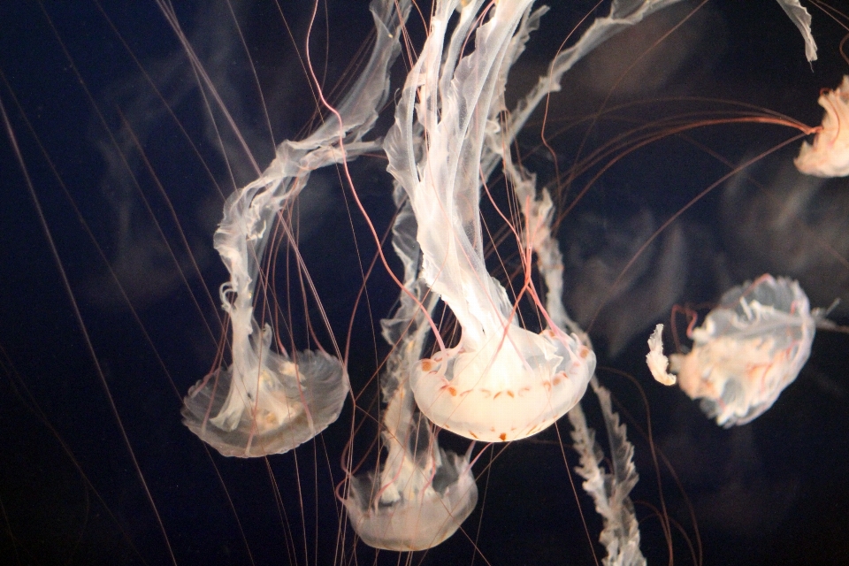 Mer lumière sous-marin la biologie