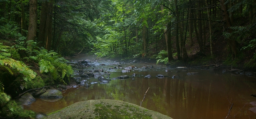 木 水 自然 森 写真