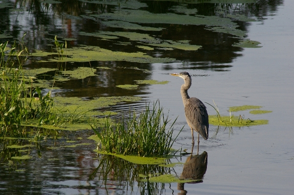 Wasser natur sumpf
 sumpf Foto