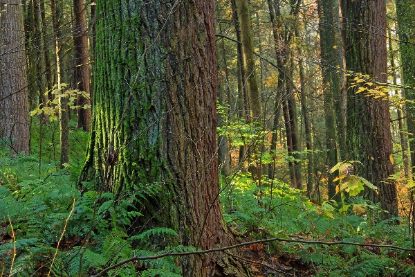 Tree nature forest swamp Photo