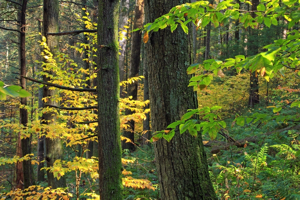 árvore natureza floresta região selvagem
