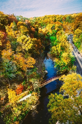 Landscape tree nature forest Photo