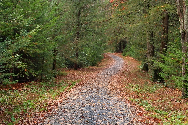 Ağaç orman el değmemiş doğa
 yol Fotoğraf