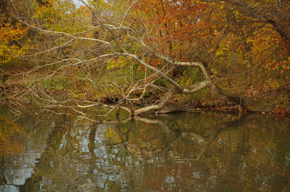 Tree water nature forest