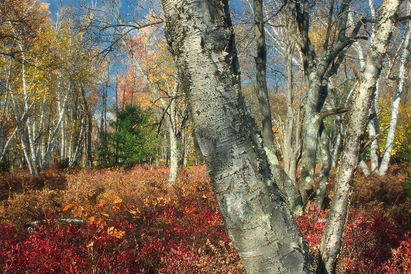 Tree nature forest branch Photo