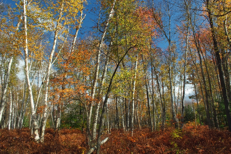 árbol naturaleza bosque rama