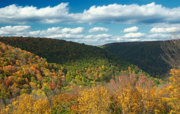 Landscape tree nature forest Photo