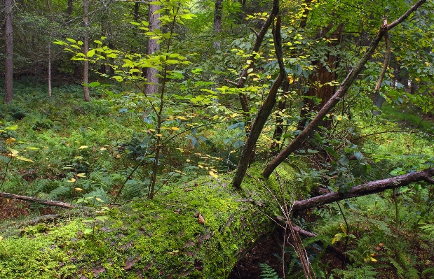 木 自然 森 荒野
 写真